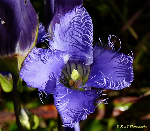 {Gentianopsis crinita}